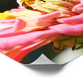 Honey Bee on Pink Zinnia Blume Natursfotografie Poster (Ecke)
