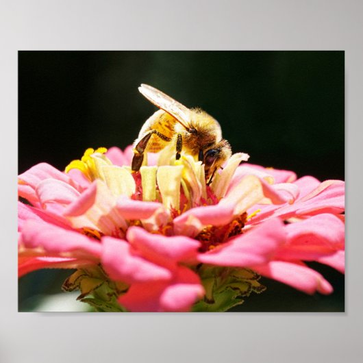 Honey Bee on Pink Zinnia Blume Natursfotografie Poster (Vorne)