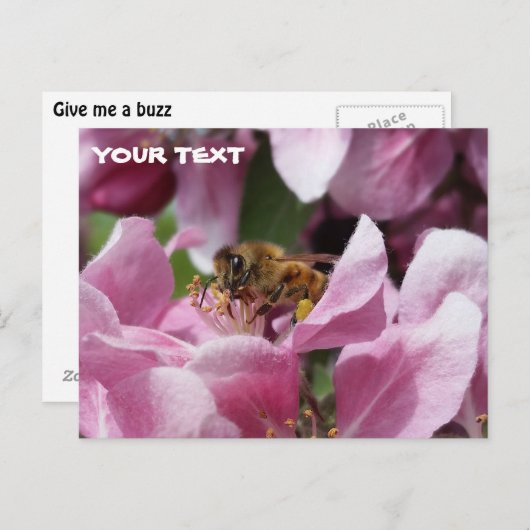 Honey Bee Pollinating Pink Crabapple Tree Blossom Postkarte (Vorne/Hinten)