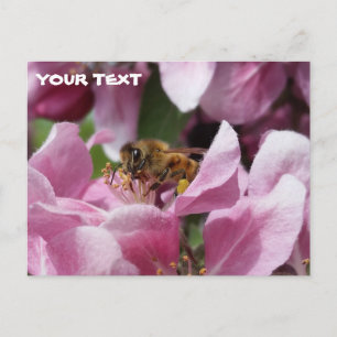 Honey Bee Pollinating Pink Crabapple Tree Blossom Postkarte