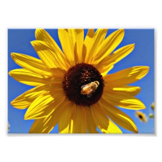 Honey Bee Pollinating Wild Sunflower Fotodruck