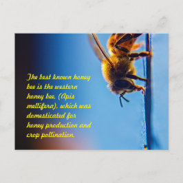Honey Bee Postcard Postkarte