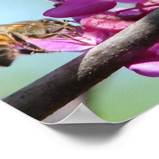 Honey Bee Poster (Ecke)