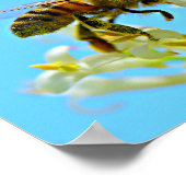 Honey Bee Poster (Ecke)