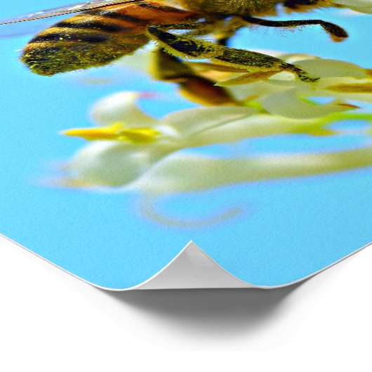 Honey Bee Poster (Ecke)