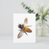 Honey Bee Postkarte (Stehend Vorderseite)