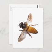 Honey Bee Postkarte (Vorne/Hinten)