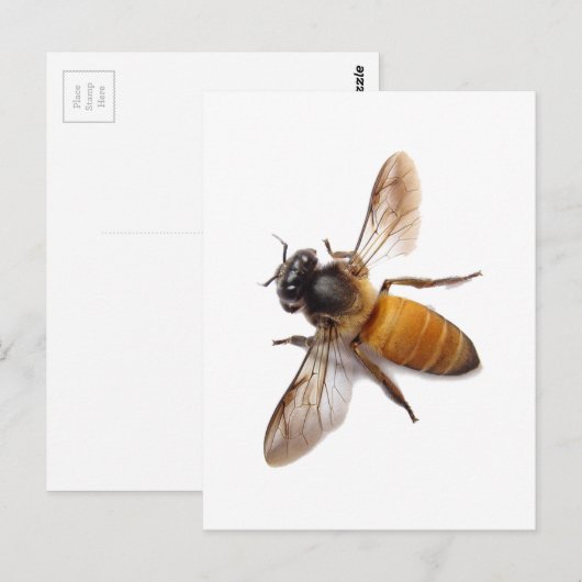 Honey Bee Postkarte (Vorne/Hinten)