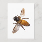 Honey Bee Postkarte (Vorderseite)
