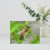 Honey Bee Postkarte (Stehend Vorderseite)