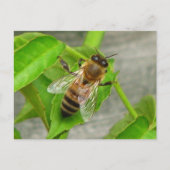 Honey Bee Postkarte (Vorderseite)