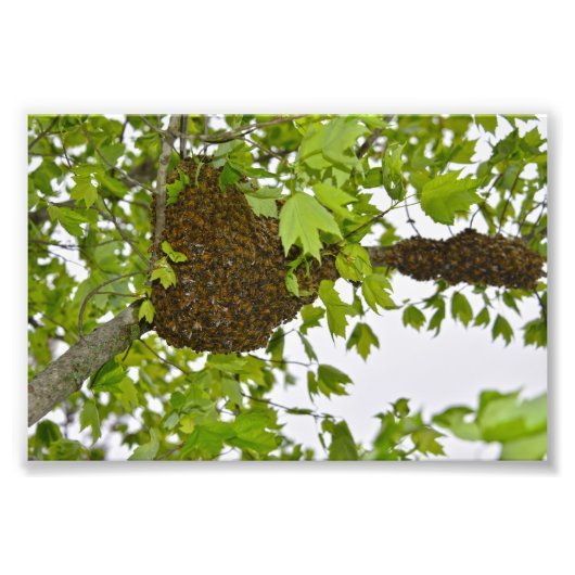 Honey Bee Swarm Fotodruck (Vorne)