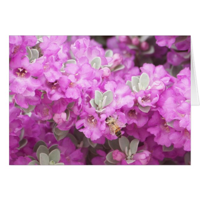Honey Bee & Texas Sage (Vorderseite (Horizontal))