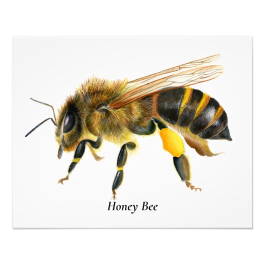 Honey Bee Watercolor Malerei Fotodruck (Vorne)