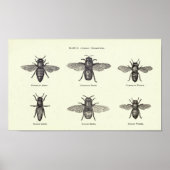 Honey Bees Poster (Vorne)