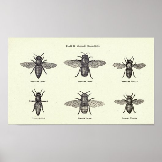 Honey Bees Poster (Vorne)