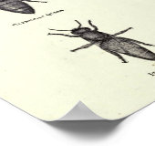 Honey Bees Poster (Ecke)