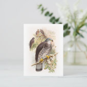 Honey-Buzzard John Gould Birds of Great Britain Postkarte (Stehend Vorderseite)
