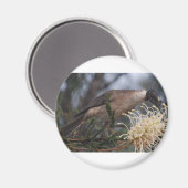 Honey Eater Magnet (Vorderseite/Rückseite)