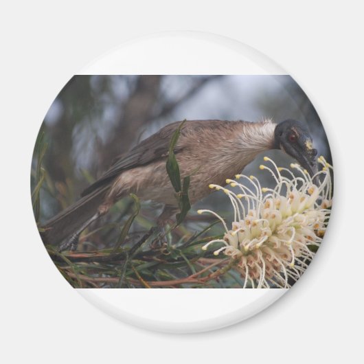 Honey Eater Magnet (Vorne)