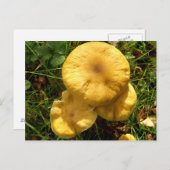 Honey Fungus Mushroom Postcard Postkarte (Vorne/Hinten)