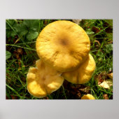 Honey Fungus Mushroom Poster (Vorne)