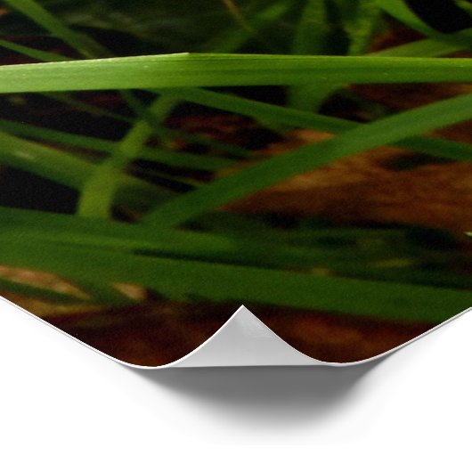 Honey Fungus Mushroom Poster (Ecke)