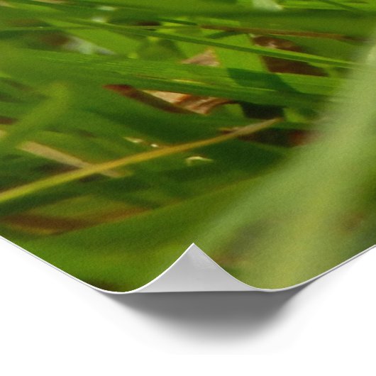 Honey Fungus Poster (Ecke)