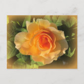Honey Perfume Rose Postcard Postkarte (Vorderseite)