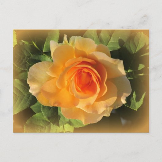 Honey Perfume Rose Postcard Postkarte (Vorderseite)