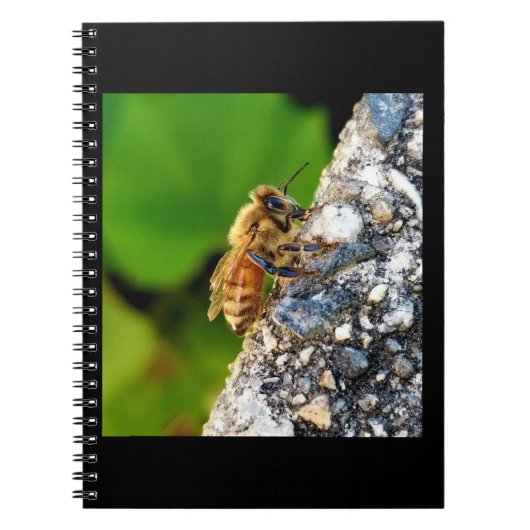 Honeybee 6.5x8.75 Spiral-Notebook Notizblock (Vorderseite)