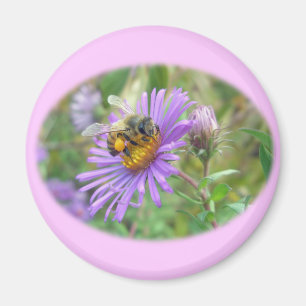 Honeybee auf Herbst Asters Wildblume Series Magnet