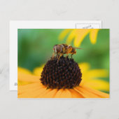 Honeybee - Das Zentrum der Aufmerksamkeit Postkarte (Vorne/Hinten)