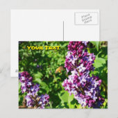 Honeybee Lieben Lilacs Postkarte (Vorne/Hinten)