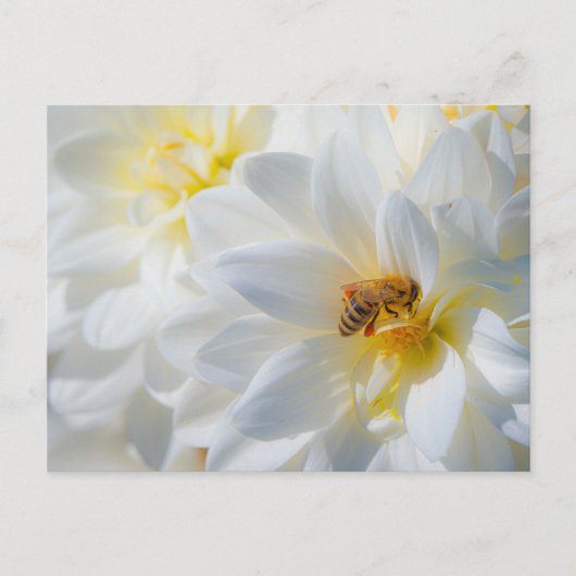 Honeybee on a Dahlia Postcard Postkarte (Vorderseite)