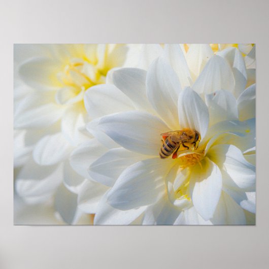 Honeybee on a Dahlia Poster (Vorne)
