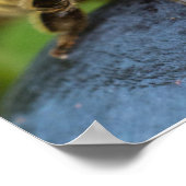 Honeybee on a Stone Poster (Ecke)