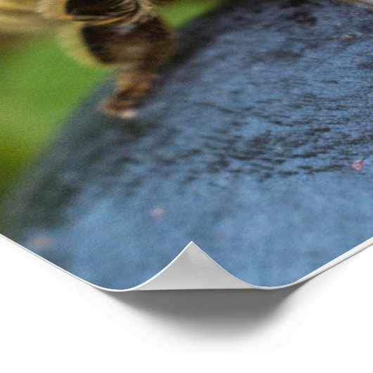 Honeybee on a Stone Poster (Ecke)