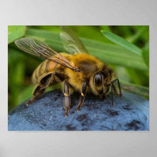 Honeybee on a Stone Poster (Vorne)