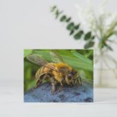Honeybee on a Stone Postkarte (Stehend Vorderseite)