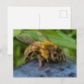 Honeybee on a Stone Postkarte (Vorne/Hinten)