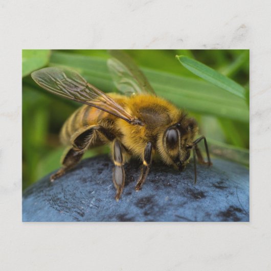 Honeybee on a Stone Postkarte (Vorderseite)