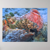 Honeycomb Grouper Poster (Vorne)