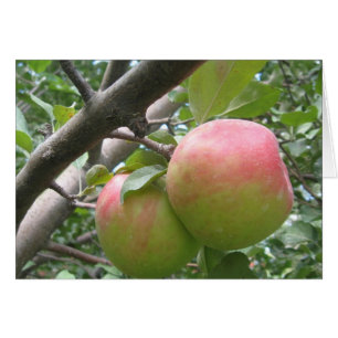 Honeycrisp