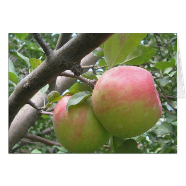 Honeycrisp (Vorderseite (Horizontal))