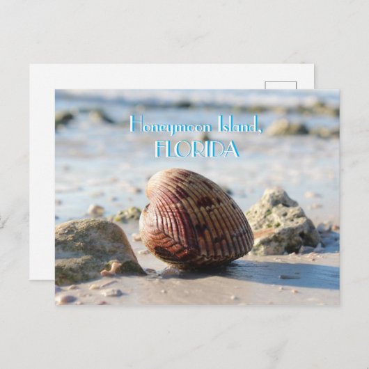 Honeymoon Island, Florida Beach Seashell Postkarte (Vorne/Hinten)