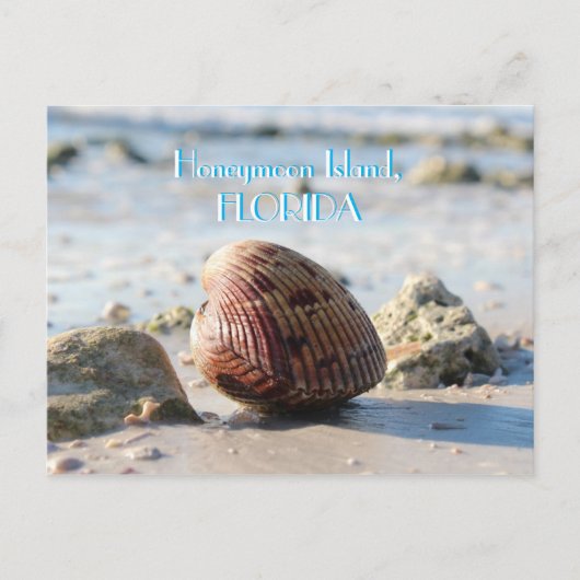 Honeymoon Island, Florida Beach Seashell Postkarte (Vorderseite)