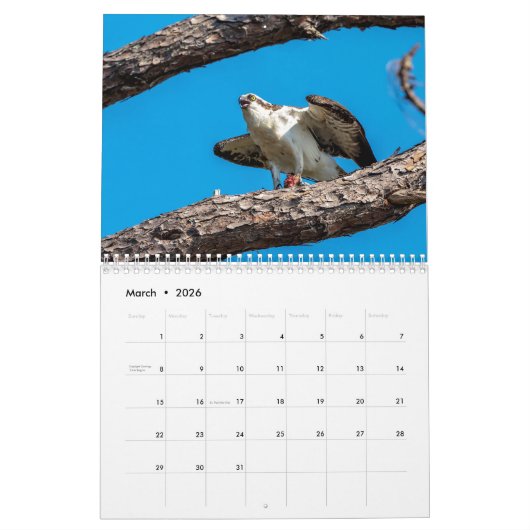 Honeymoon Island Osprey 2026 Kalender (Mär 2026)