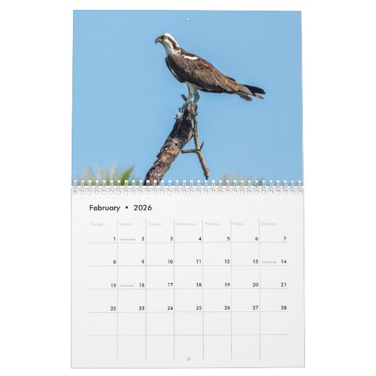 Honeymoon Island Osprey 2026 Kalender (Feb 2026)