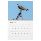 Honeymoon Island Osprey 2026 Kalender (Feb 2027)
